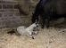 Fewspot colt foal Aphc reg