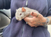 Beautiful baby Rex Guinea pigs