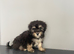 Beautiful shihpoo puppies