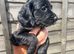 Cocker spaniel pups for sale