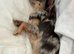 Black Merle chihuahua available