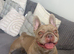 Female 4 year old French bulldog