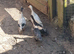 Call ducks