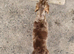 Dapple mini dachshund female