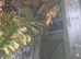 Crested Gecko with optional enclosure