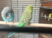 Lovely baby budgies in Dagenham