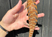 Northern Blue Tongue Skink babies