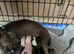 Litter of Chinese crested puppies for sale