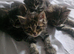 Mixed breed Norwegian forest and tabby