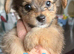 Yorkie pom boys ready to leave