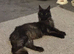 Beautiful Black Maine Coon Girl &ndash; 3 Years Old
