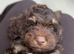 Gorgeous F1 cockapoo puppies