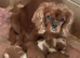 KC reg Champion Bloodline Cavalier King Charles Spaniel Puppies