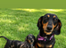 Stunning dachshund puppy