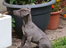 REDEVELYN WHIPPET'S, KC REG NR GLOUCESTER.