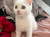 Last white kitten