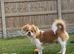 Japanese Chin Cross with a Shituz Male 13 Months Old