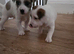 Jack russell terrier
