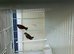 Red siskin for sale