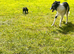 Collie x American bulldog puppies