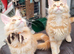 Maine Coon kittens ready now
