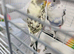 A PAIR OF  PIED BUDGIES. MALE & FEMALE