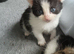 2 kittens for sale