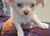 Pure long haired chihuahua