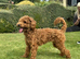 Toy poodles looking for their forever 5 star home