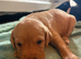 Gorgeous fox red/ black kc registered Labrador puppies