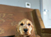 Stunning cocker spaniel girls ready now
