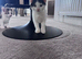 Playful Kittens