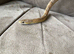 Male Motley Pastel Corn Snake - Sen