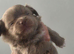 Chihuahua pups for sale