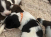 Lovely English Springer Spaniel pups