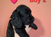 3 stunning kc registered Cocker spaniel puppies left