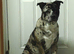 2 beautiful male Akita crosses for sale