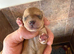 Mix dachshund litter