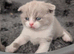 British short hair kittens