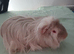 Bunch of guinea pigs