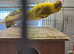 Breeding Pair of Kakarikies