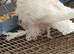White frill back pigeons for sale