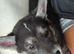 Shepsky puppies