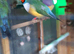 Gouldian Finches for sale