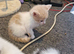 4 female kittens ready to leave now