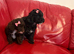 Miniature poodle ready 9th June