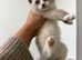 Kitten one remaining