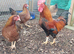 Bantam Welsummer &ndash; Hatching Eggs