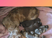 Kc registered mini dachshund pups