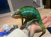 Male panther chameleon